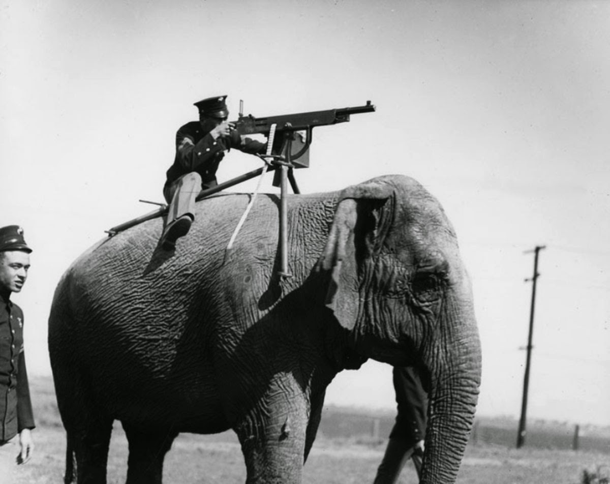 elephant gun