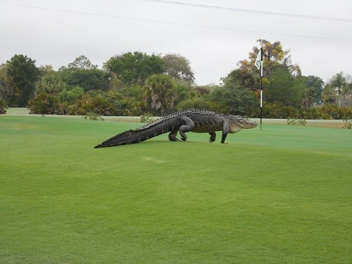 gator golf course