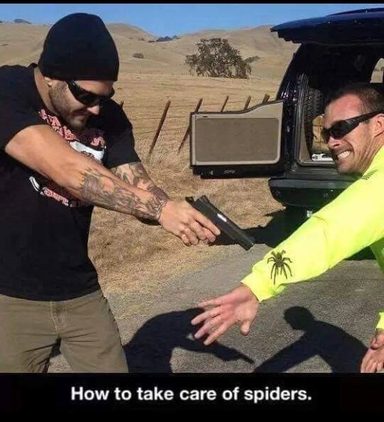 kill spider