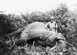 Roosevelt_safari_elephant