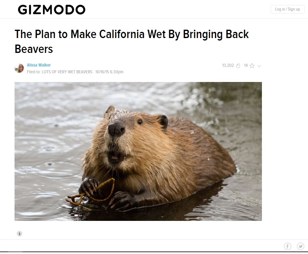 Gizmodo beavers wet