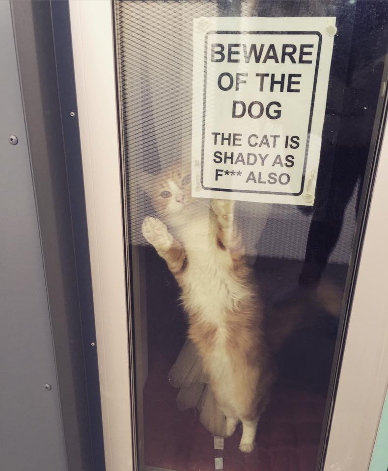 beware of the cat